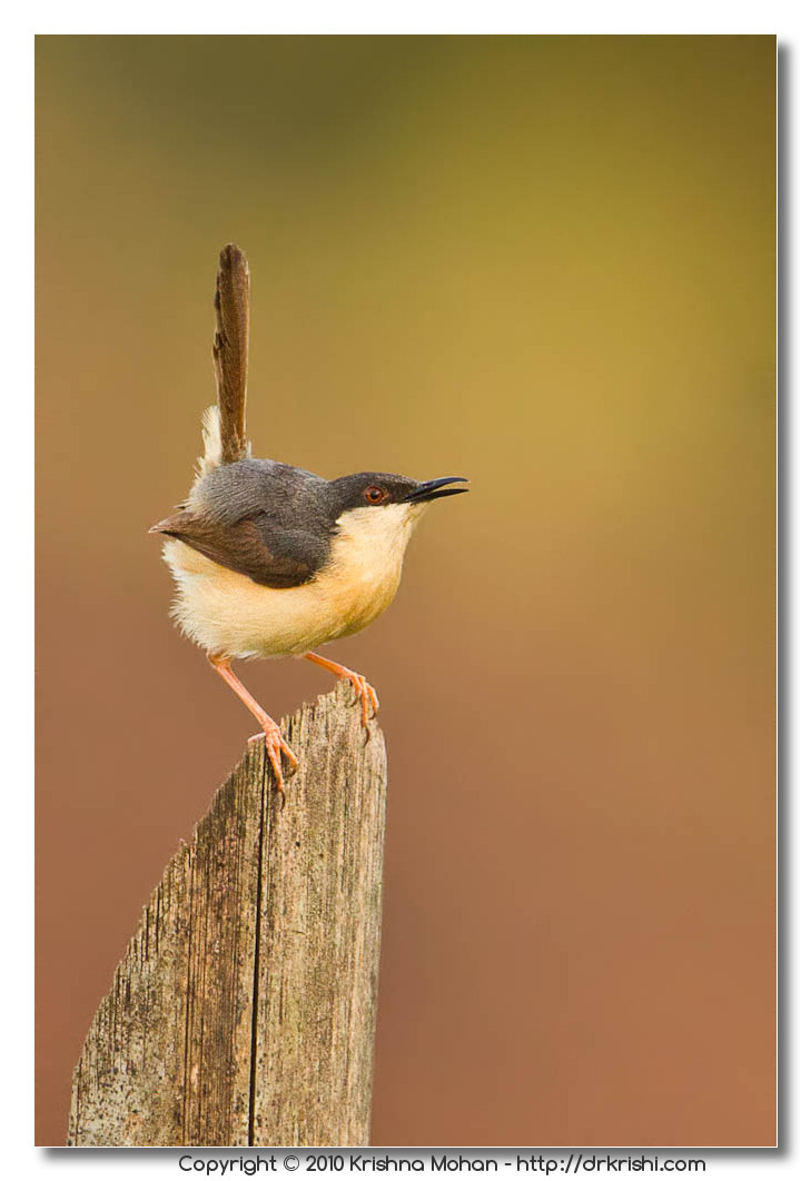 Prinia On the Fence