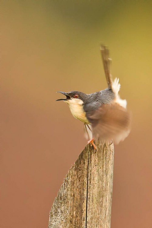 Blurry Wings