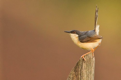 Ashy Prinia