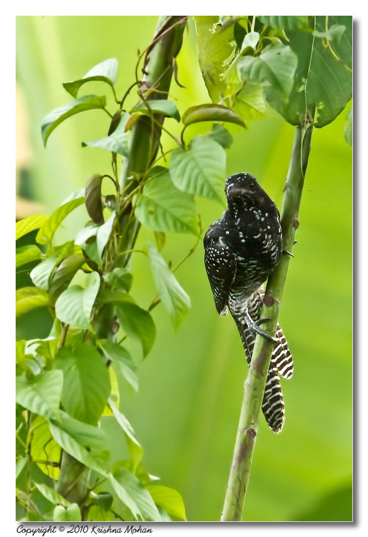 female Asian Koel