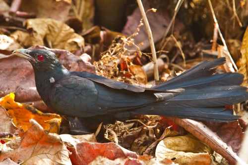 Asian Koel Male