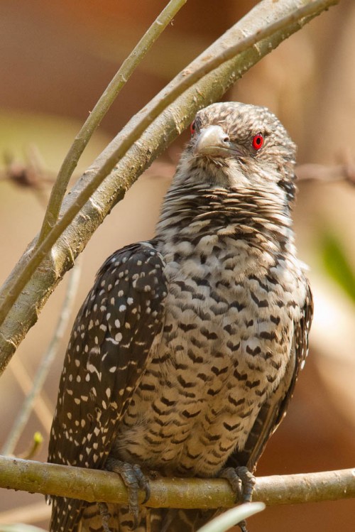 Asian Koel Female Ruffled