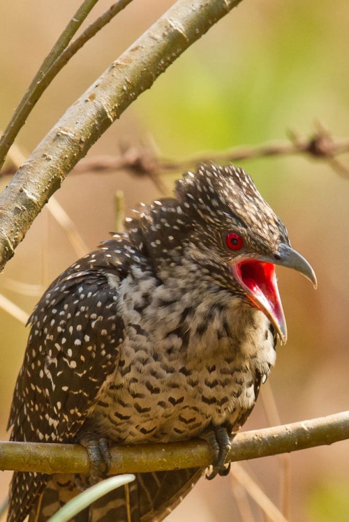 Asian Koel Female Threatening the Male