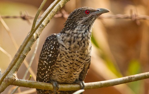 Asian Koel Female