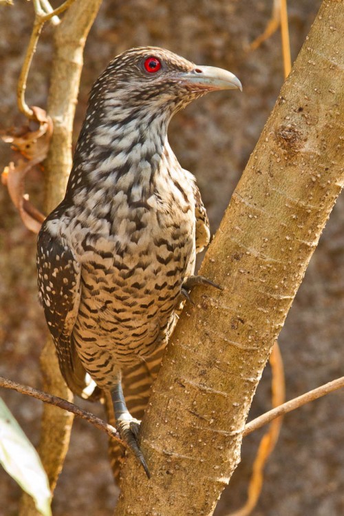 Asian Koel Female