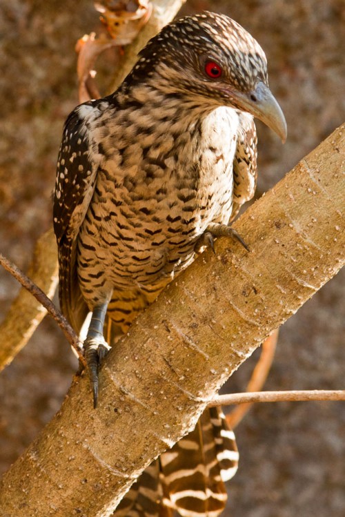 Asian Koel Female