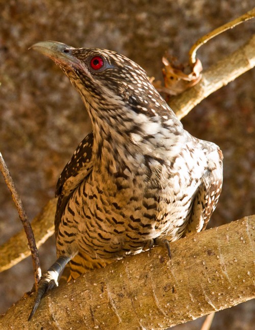 Asian Koel Female