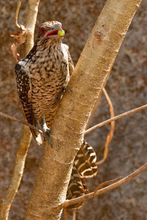 Asian Koel Female with Thevetia peruviana seed in the mouth