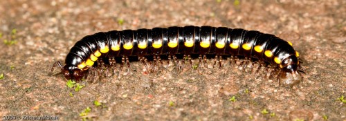 Black and Yellow Flat Millepede