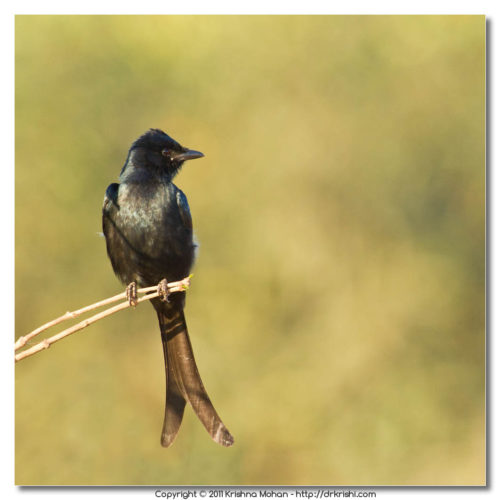 Black Drongo