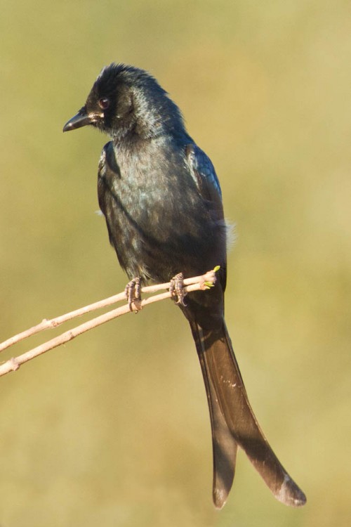 Black Drongo