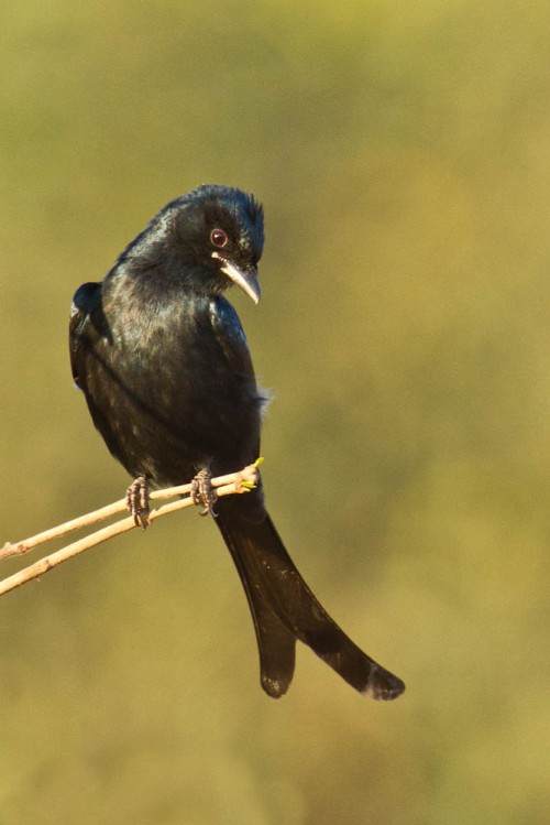 Black Drongo