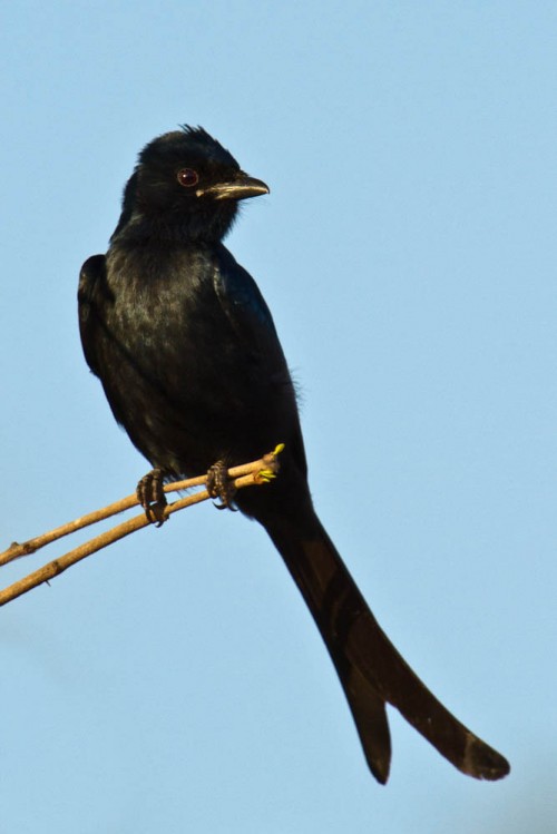 Black Drongo