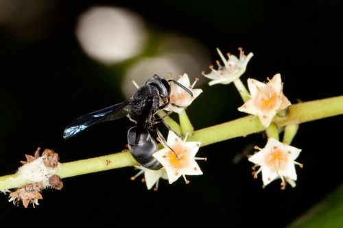 Black Potter Wasp