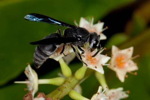 Black Potter Wasp