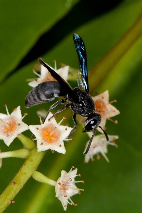 Black Potter Wasp