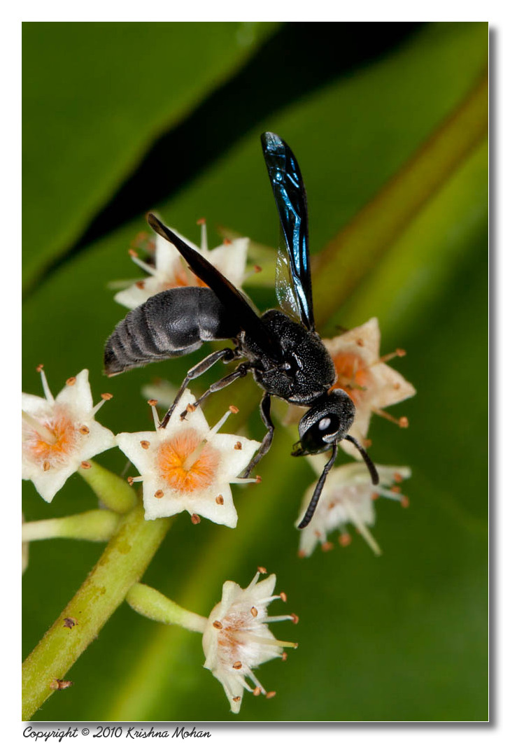 Black Potter Wasp