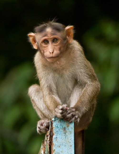 Juvenile Bonnet Macaque