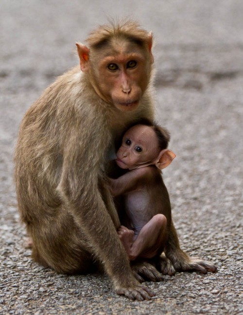 Bonnet Macaque Mother With Baby