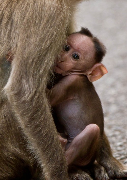 Bonnet Macaque Baby