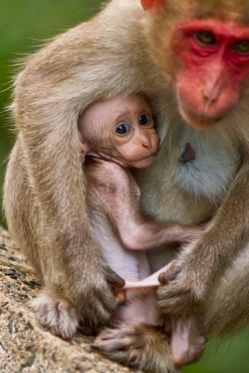 Bonnet Macaque Mother With Baby