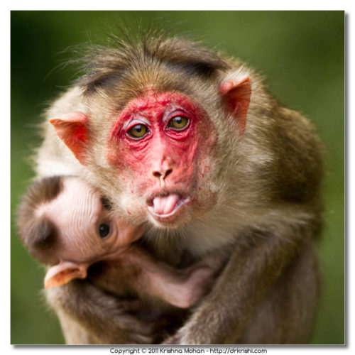 Bonnet Macaque Mother Threatening