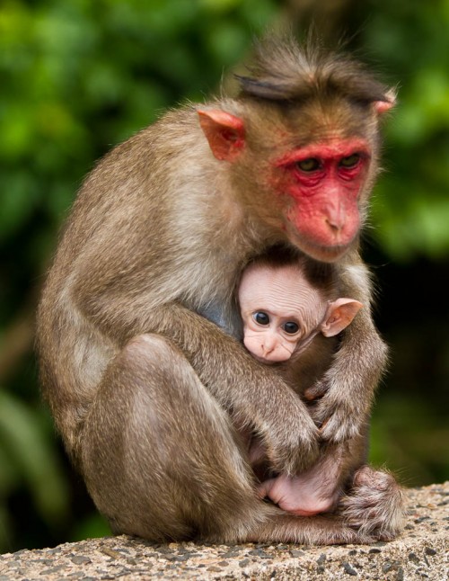 Bonnet Macaque Mother With Baby