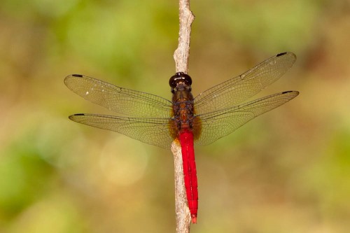 Brown-backed Red Marsh Hawk (Orthetrum chrysis)