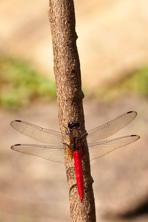 Brown-backed Red Marsh Hawk (Orthetrum chrysis)