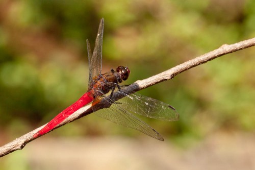 Brown-backed Red Marsh Hawk (Orthetrum chrysis)