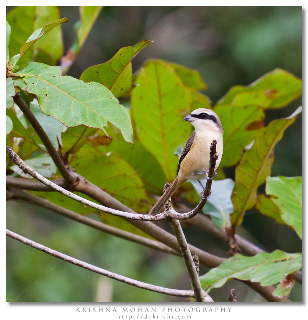 Brown Shrike