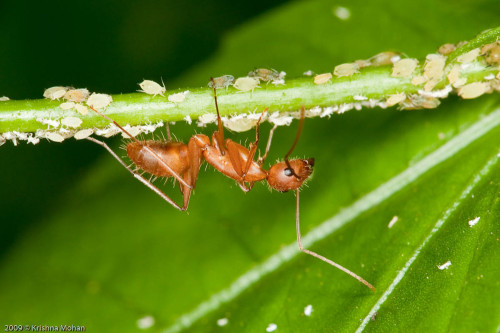 Camponotus Ant Tending Aphids