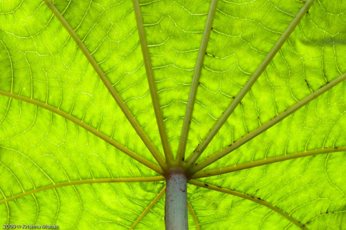 Castor Leaf Canopy