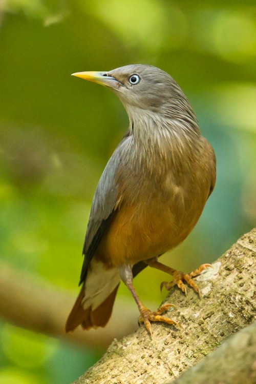 Chestnut-tailed Starling