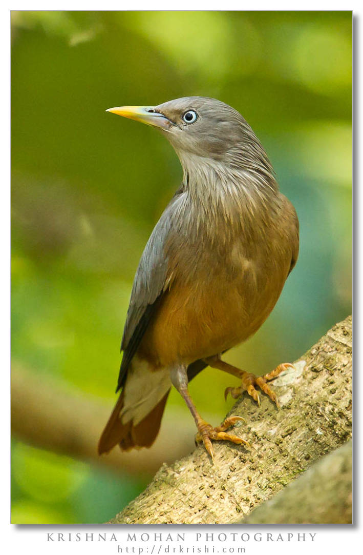 Chestnut-tailed Starling