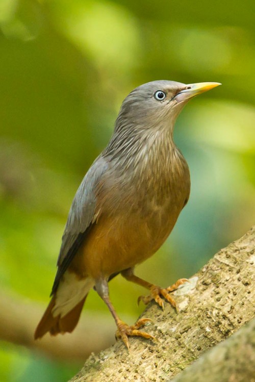 Chestnut-tailed Starling