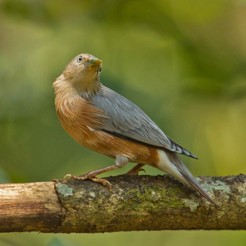 Chestnut-tailed Starling