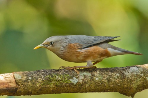 Chestnut-tailed Starling