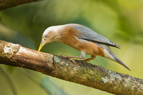 Chestnut-tailed Starling