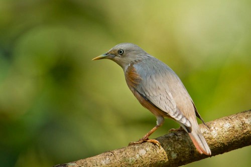 Chestnut-tailed Starling