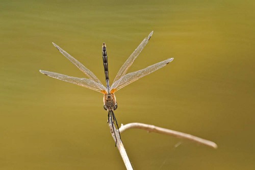 Female Crimson Marsh Glider (Trithemis aurora)