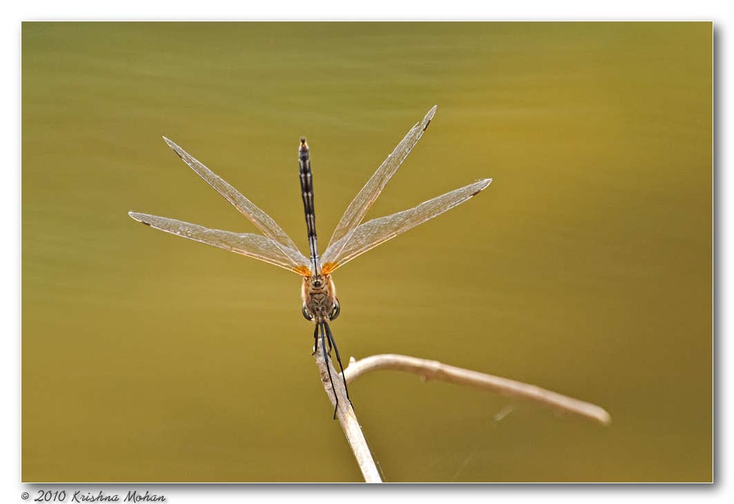 Female Crimson Marsh Glider (Trithemis aurora)