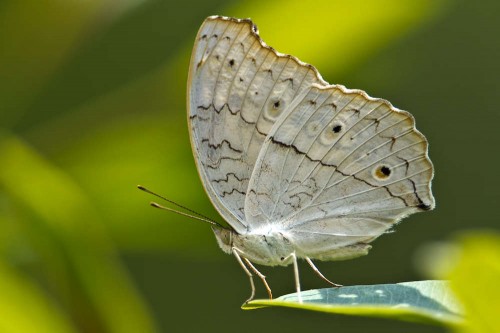 Grey Pansy Butterfly (Junonia atlites)