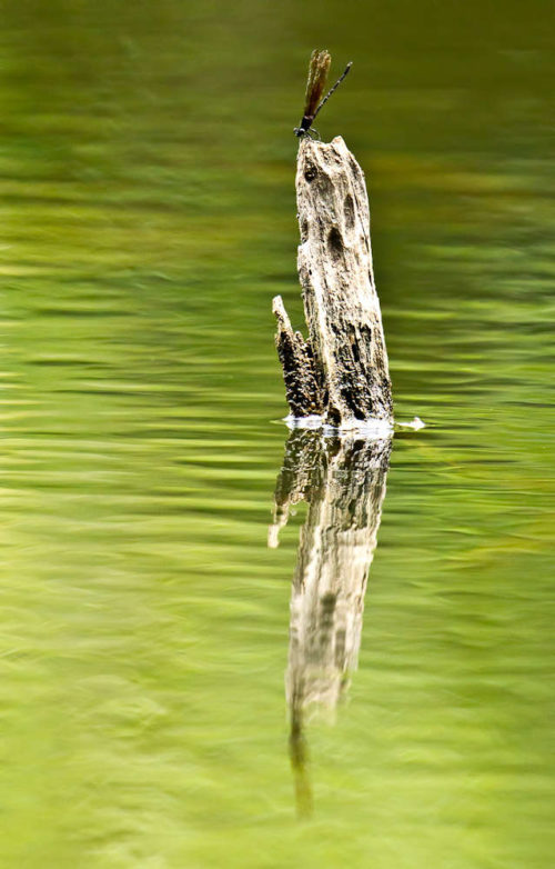 Black Torrent Dart Damselfly (Dysphaea ethela)