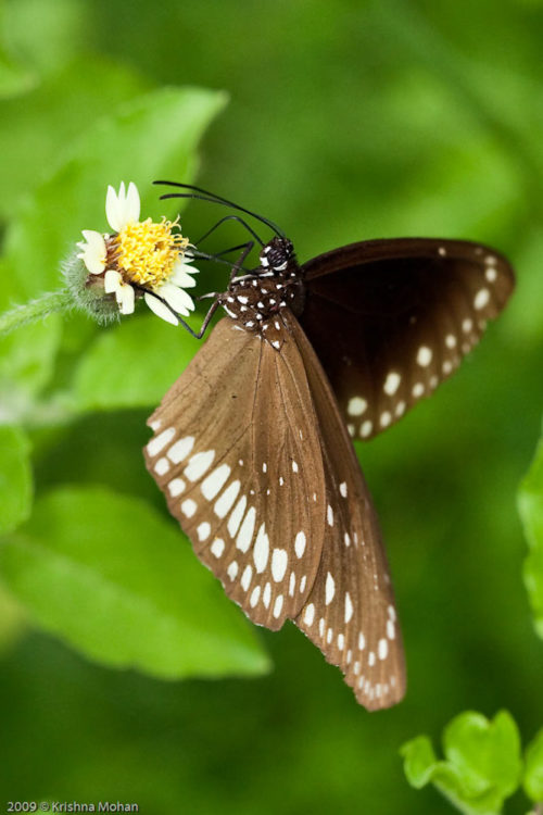 Common Crow on Tridax Daisy