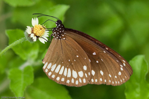 Common Crow on Tridax Daisy