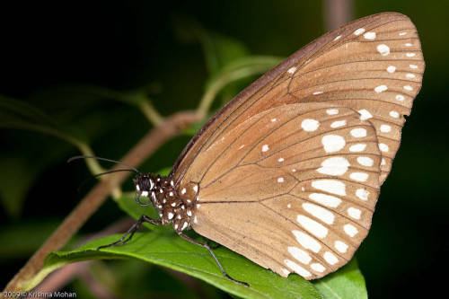 Common Crow Butterfly