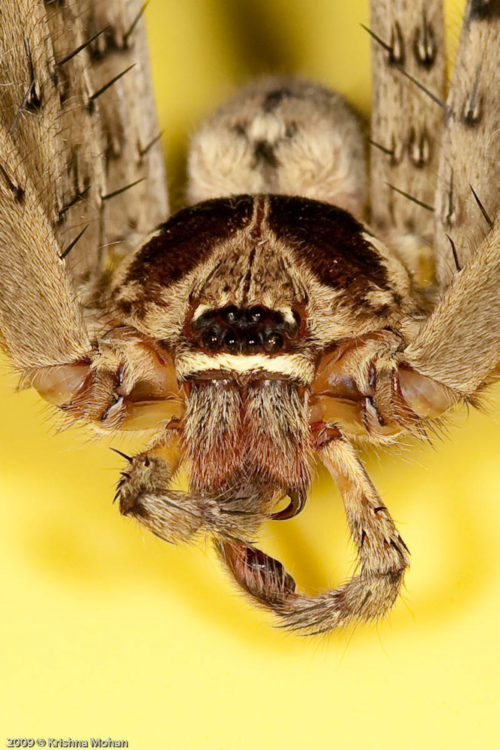 Male Giant Crab Spider closeup