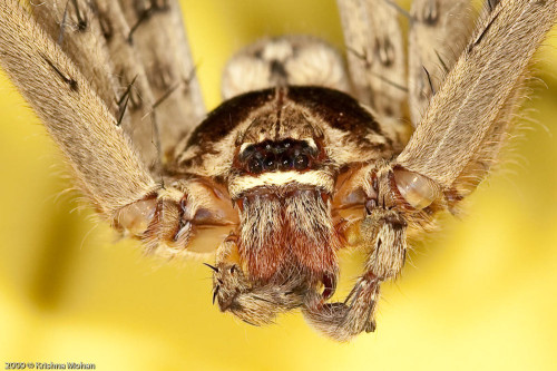 Male Giant Crab Spider Close up