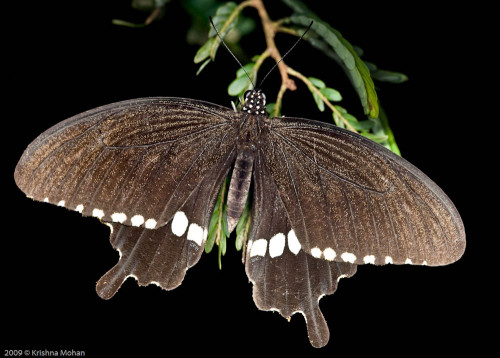 Male Common Mormon Butterfly